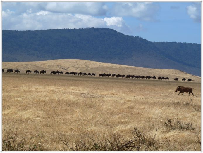 Safari dans le  Cratère de Ngorongoro