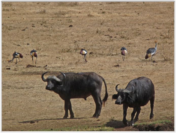 Safari dans le  Cratère de Ngorongoro
