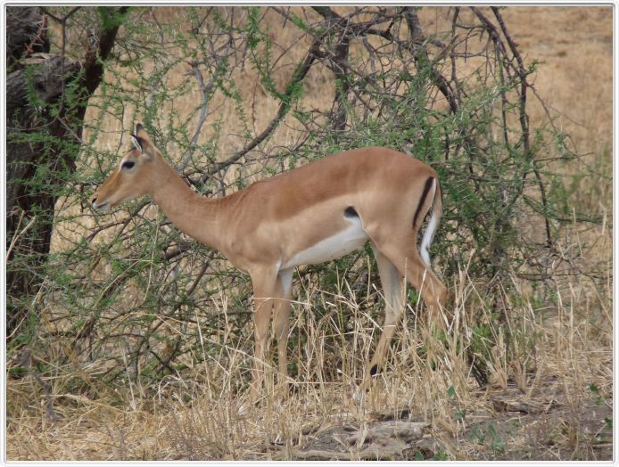 Parc national Tarangire