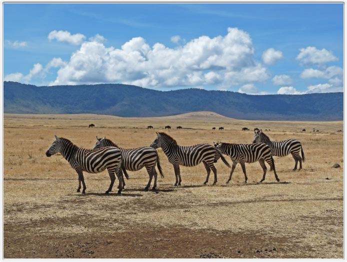 Safari dans le  Cratère de Ngorongoro