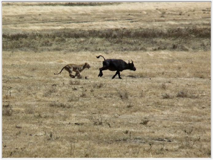 Safari dans le  Cratère de Ngorongoro