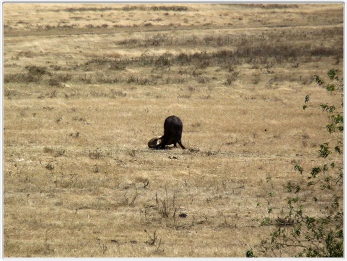Safari dans le  Cratère de Ngorongoro