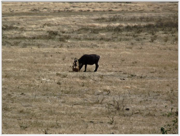 Safari dans le  Cratère de Ngorongoro