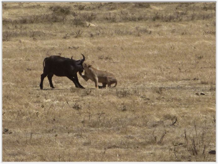 Safari dans le  Cratère de Ngorongoro