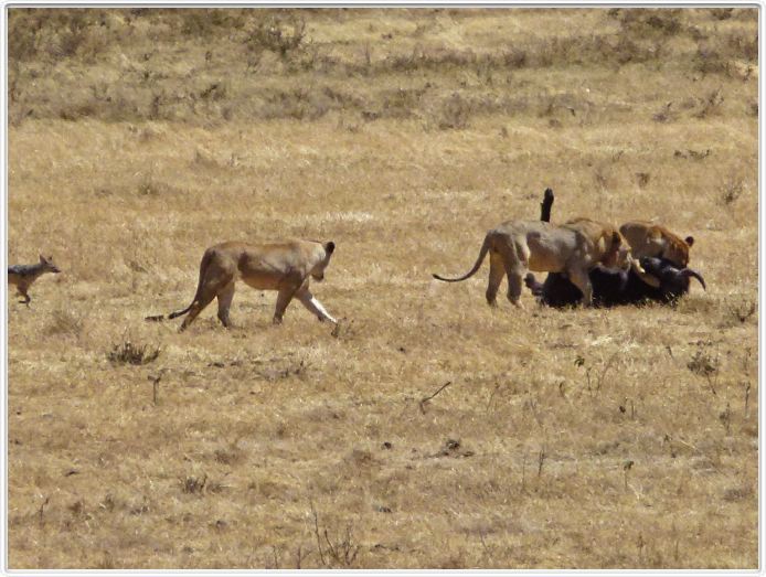 Safari dans le  Cratère de Ngorongoro