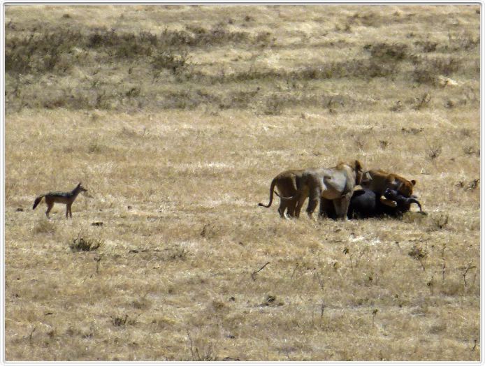 Safari dans le  Cratère de Ngorongoro