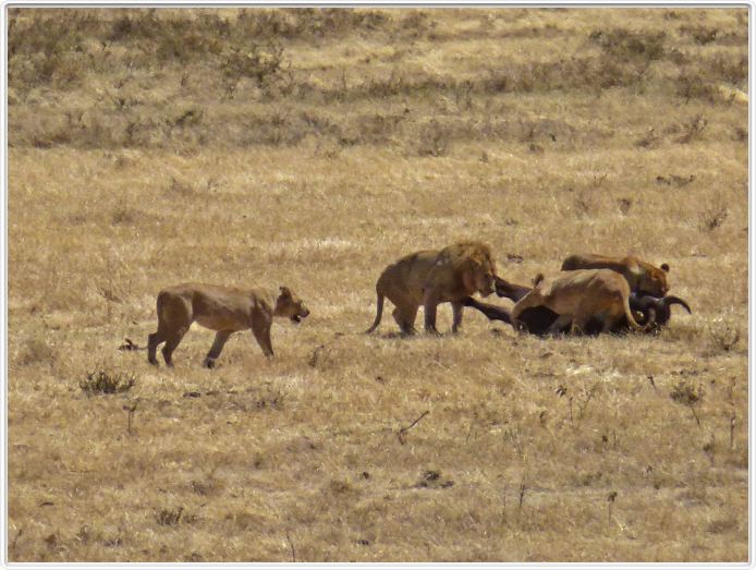 Safari dans le  Cratère de Ngorongoro