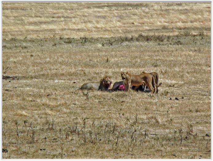 Safari dans le  Cratère de Ngorongoro
