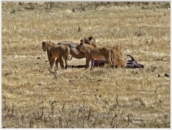 Safari dans le  Cratère de Ngorongoro