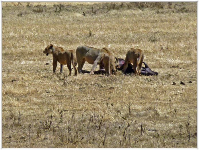 Safari dans le  Cratère de Ngorongoro