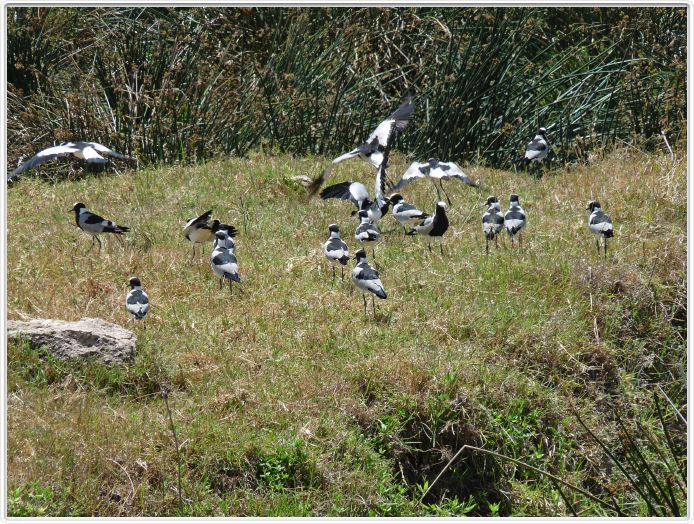 Safari dans le  Cratère de Ngorongoro