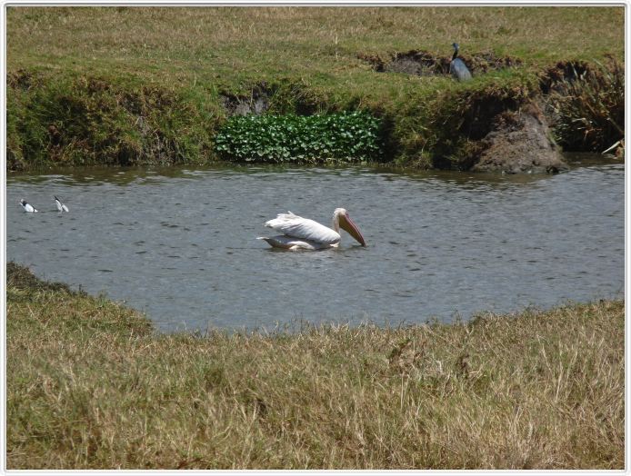 Safari dans le  Cratère de Ngorongoro