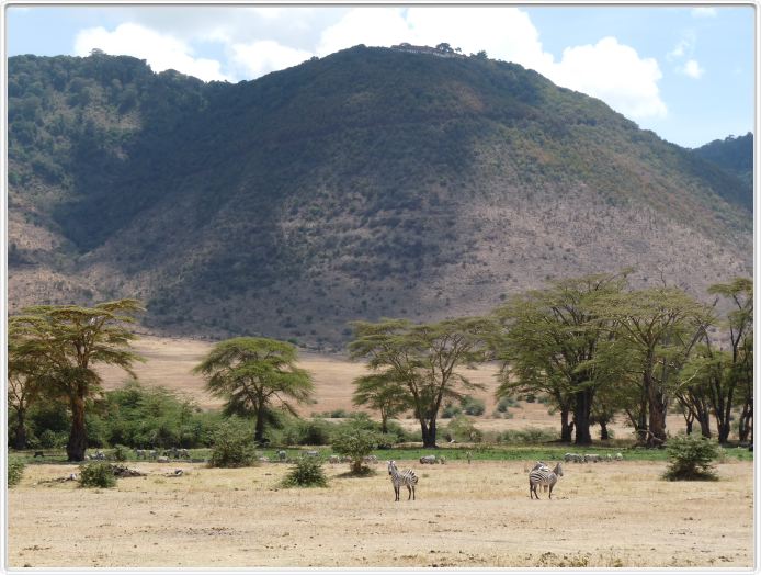 Safari dans le  Cratère de Ngorongoro