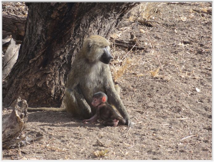 Parc national Tarangire