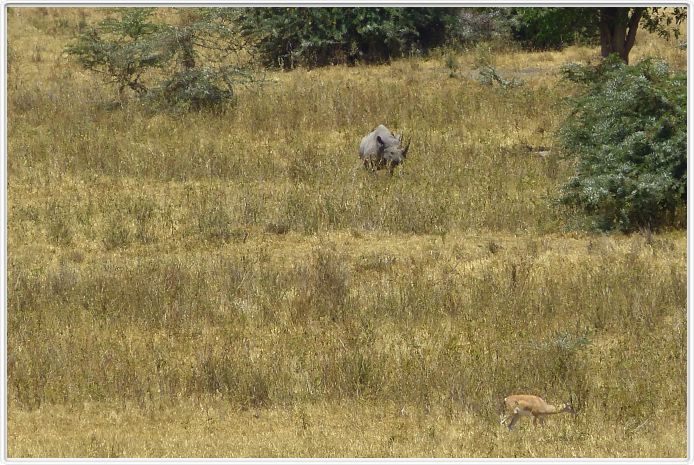 Safari dans le  Cratère de Ngorongoro (Photo Claude Jacot)