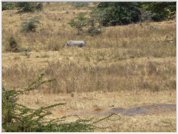Safari dans le  Cratère de Ngorongoro
