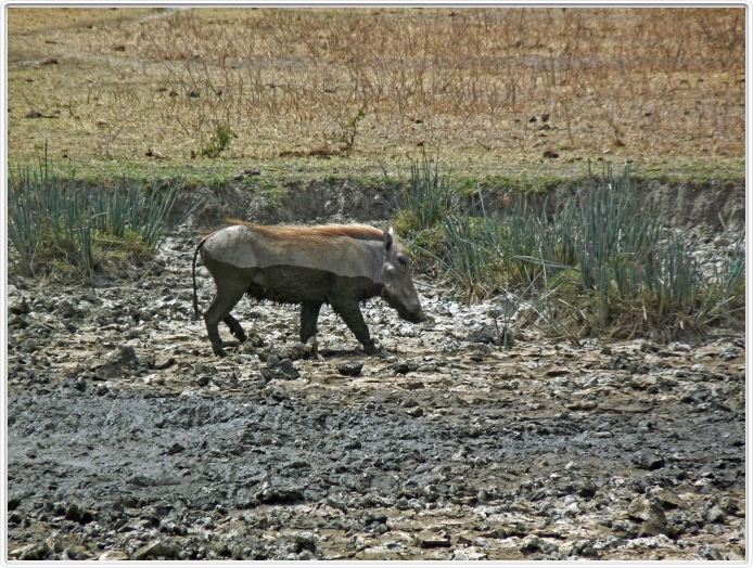 Safari dans le  Cratère de Ngorongoro