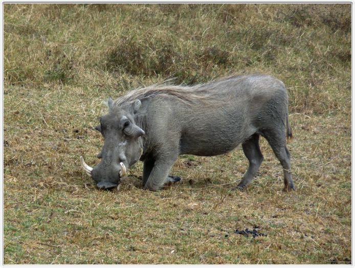 Safari dans le  Cratère de Ngorongoro