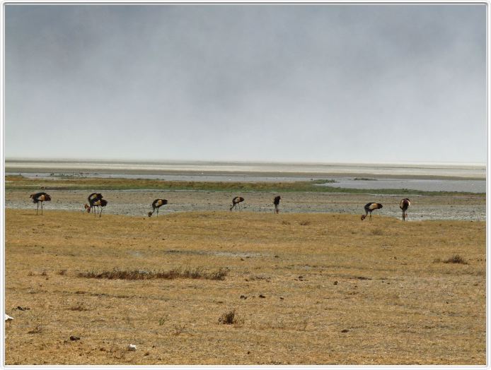 Safari dans le  Cratère de Ngorongoro