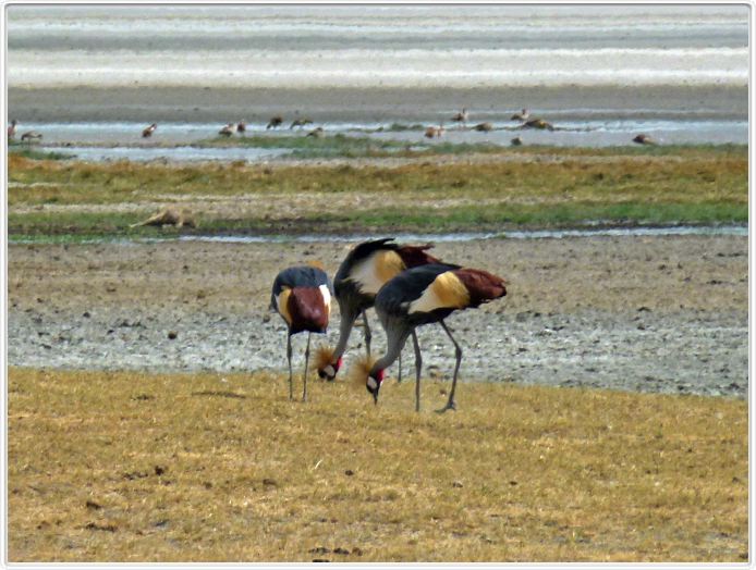 Safari dans le  Cratère de Ngorongoro