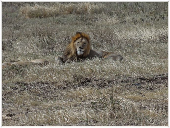 Safari dans le  Cratère de Ngorongoro