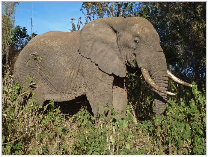 Ngorongoro Wildlife Lodge