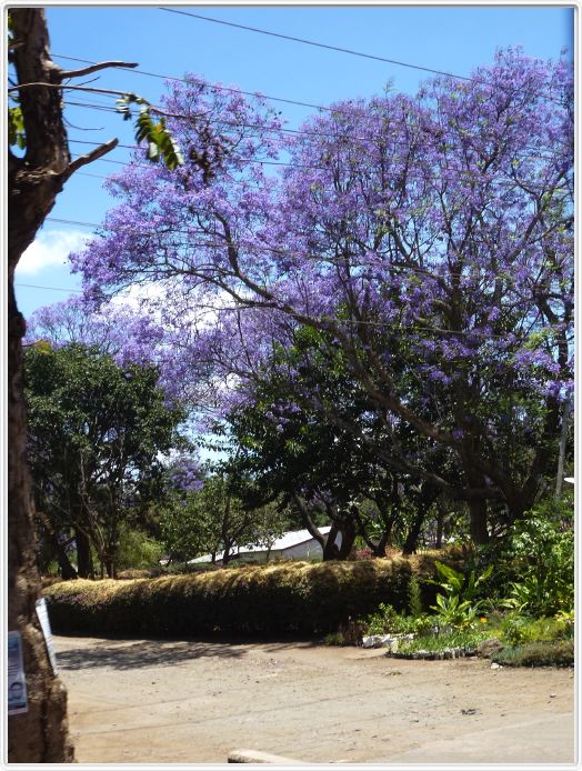 En route pour le Parc National Arusha