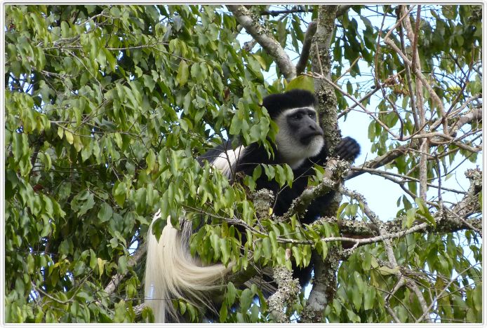 Parc National Arusha (Photo Claude Jacot)