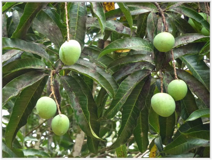 Zanzibar, Visite du Jardin aux épices.