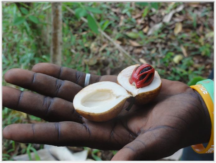 Zanzibar, Visite du Jardin aux épices.