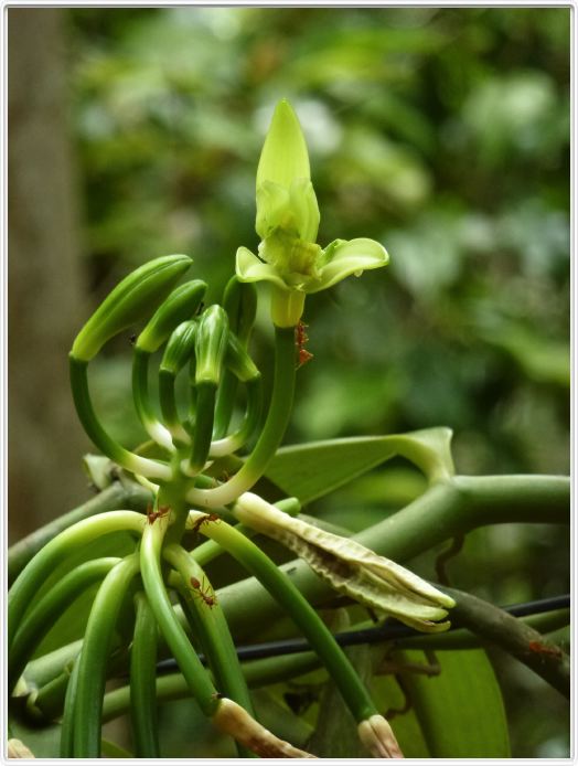 Zanzibar, Visite du Jardin aux épices.