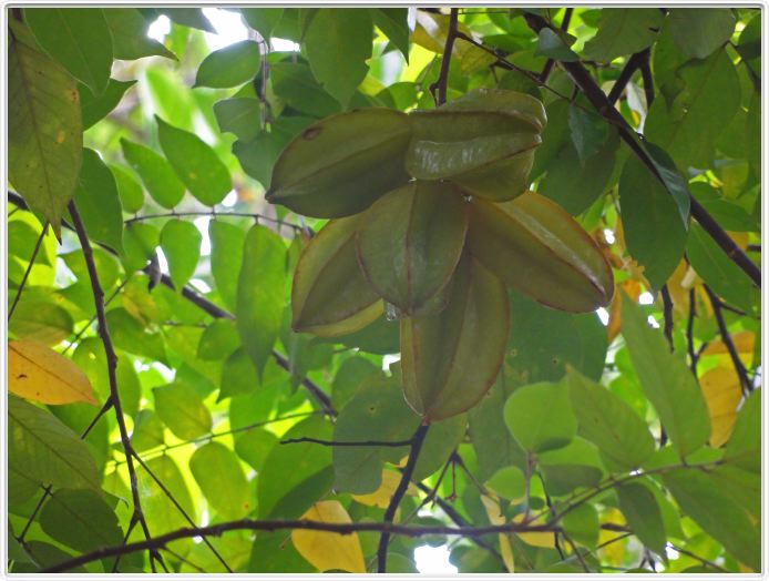 Zanzibar, Visite du Jardin aux épices.
