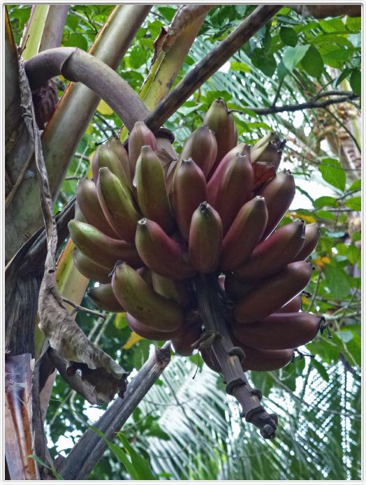 Zanzibar, Visite du Jardin aux épices.