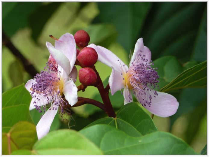 Zanzibar, Visite du Jardin aux épices.