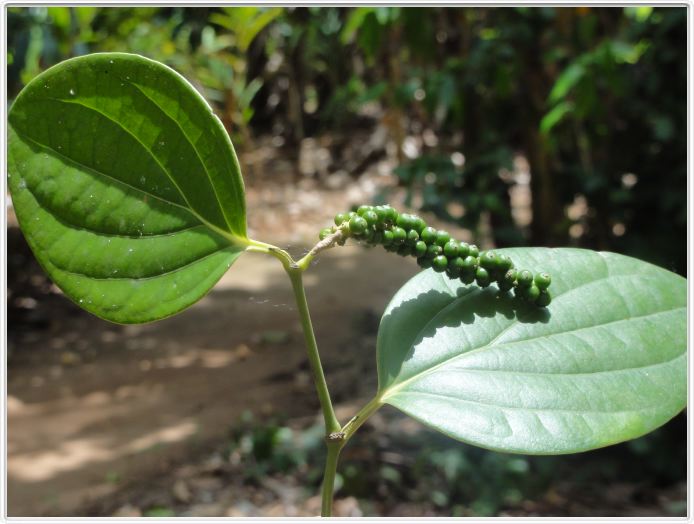 Zanzibar, Visite du Jardin aux épices.