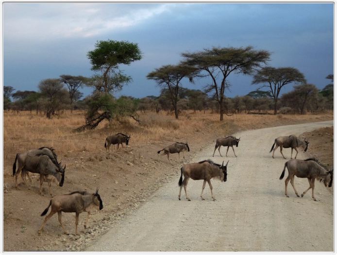 Parc national Tarangire