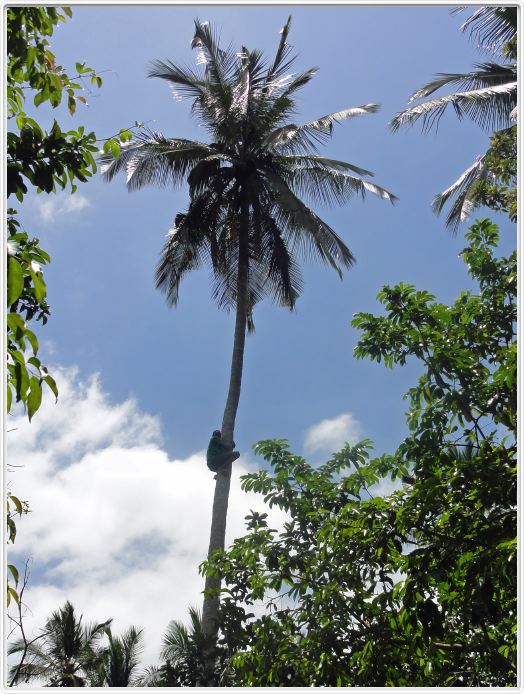 Zanzibar, Visite du Jardin aux épices.