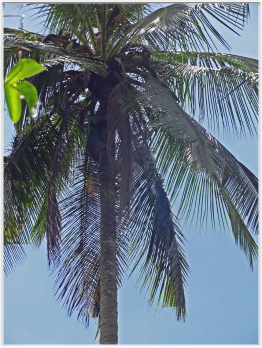 Zanzibar, Visite du Jardin aux épices.