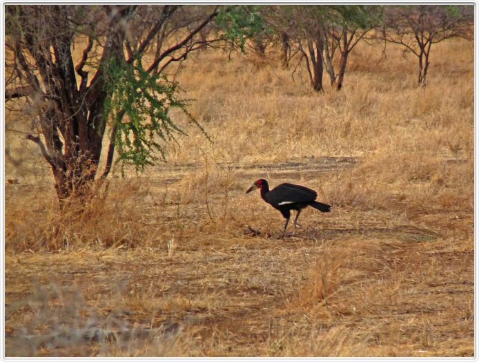 Parc national Tarangire