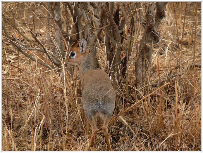 Parc national Tarangire