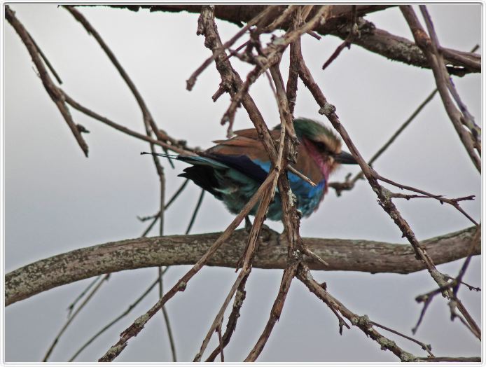 Parc national Tarangire