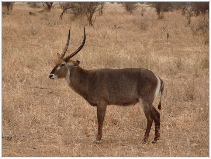 Parc national Tarangire