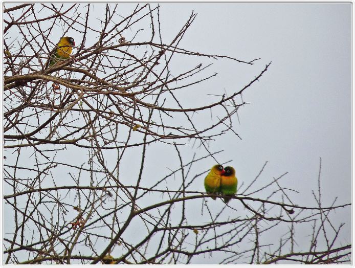 Parc national Tarangire