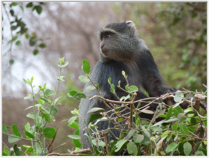 Lake Manyara national Park