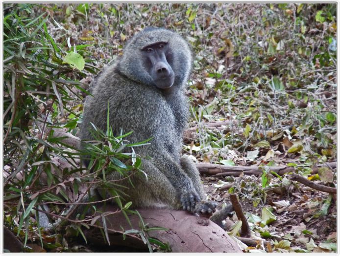 Lake Manyara national Park