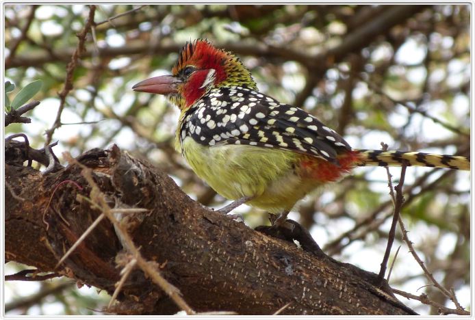 Lake Manyara national Park (photo Claude Jacot)