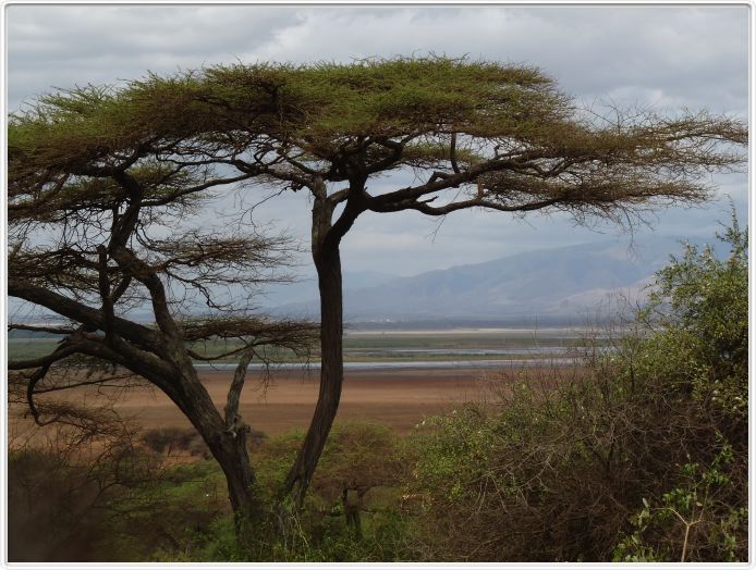 Lake Manyara national Park