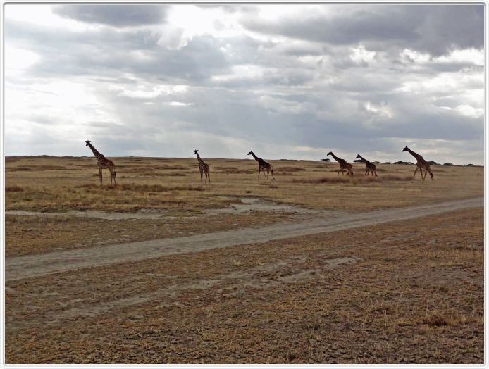 Dans les environs du Lac Ndutu (Serengeti)