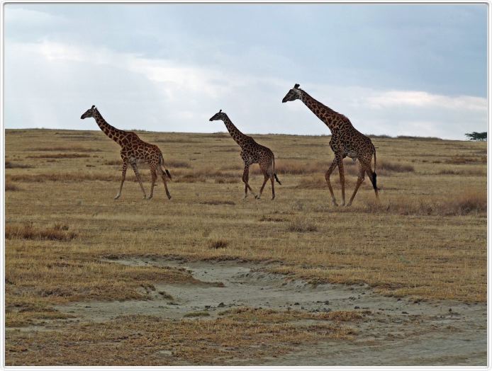 Dans les environs du Lac Ndutu (Serengeti)