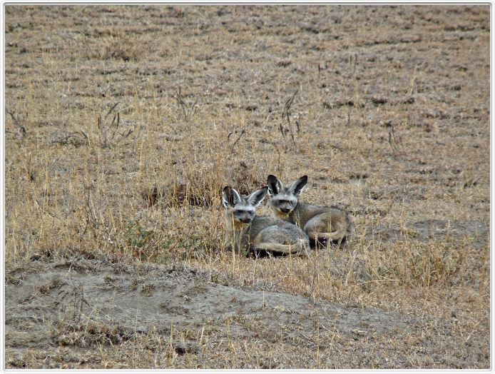 Dans les environs du Lac Ndutu (Serengeti)